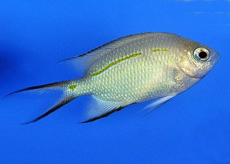 Acanthochromis polyacanthus - Spiny chromis