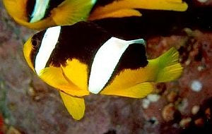 Amphiprion sebae - Sebae clownfish