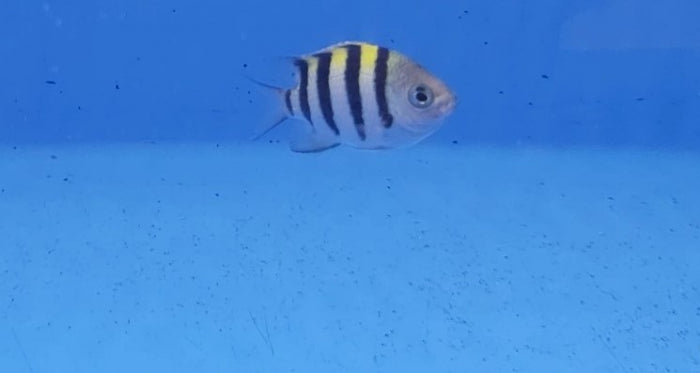 Abudefduf vaigiensis (Indo-Pacific) - Indo-Pacific sergeant