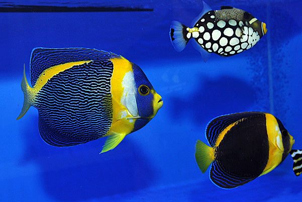 Chaetodontoplus duboulayi - Scribbled angelfish