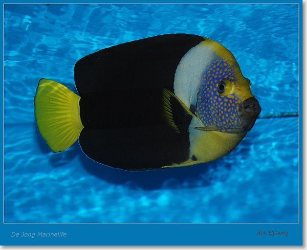 Chaetodontoplus meredithi - Queensland yellowtail angelfish