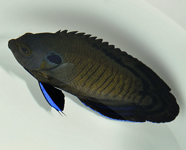 Centropyge multispinis - Dusky angelfish