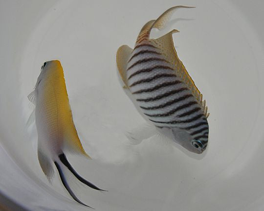 Genicanthus melanospilos - Spotbreast angelfish