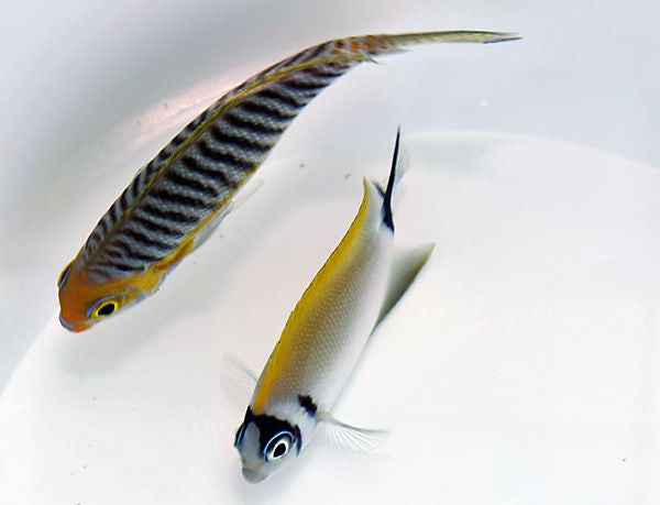 Genicanthus semifasciatus - Japanese swallowtail angelfish