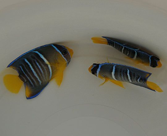 Holacanthus bermudensis - Bermuda Blue angelfish