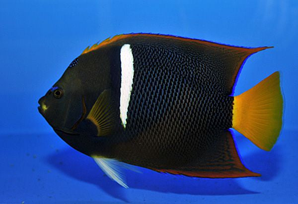 Holacanthus passer - King angelfish