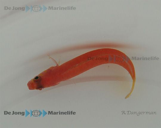 Lubbockichthys multisquamatus - Fine-scaled Dottyback