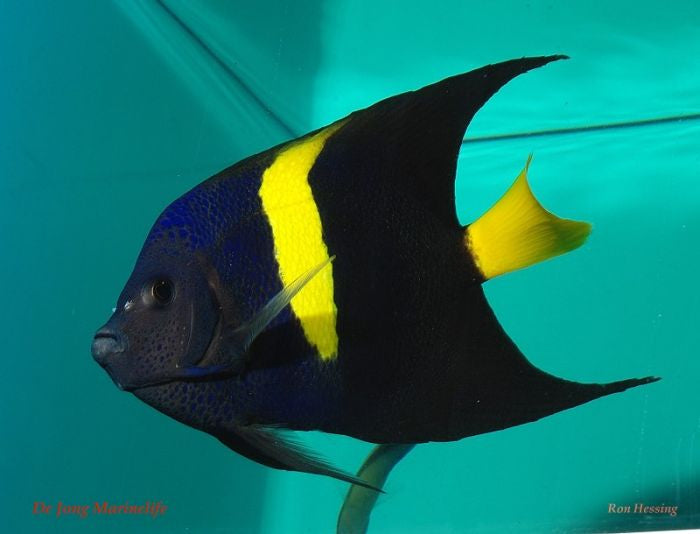 Pomacanthus asfur - Asfur angelfish