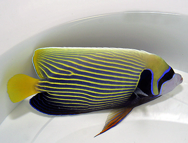 Pomacanthus imperator - Emperor angelfish