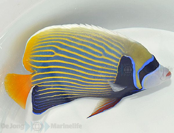 Pomacanthus imperator (Orange tail) - Emperor angelfish