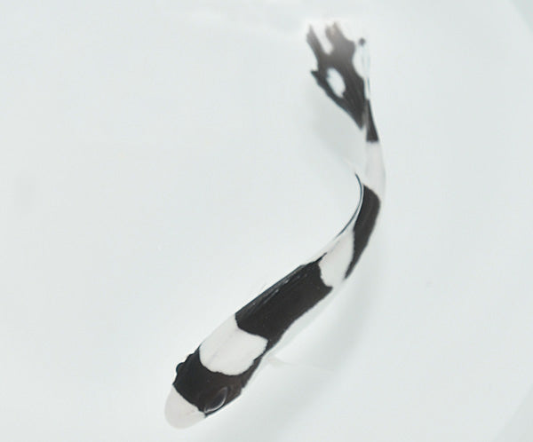 Plectorhinchus picus - Trout sweetlips