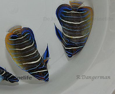 Pomacanthus xanthometopon - Blauwkop Keizersvis