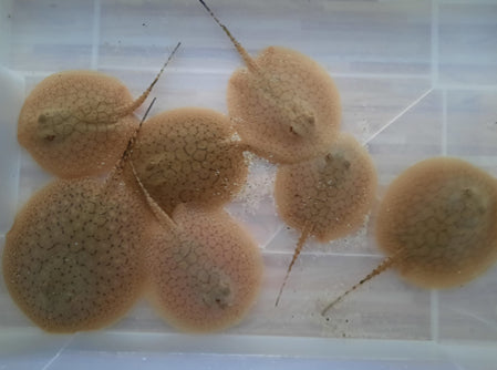 Potamotrygon Scobina