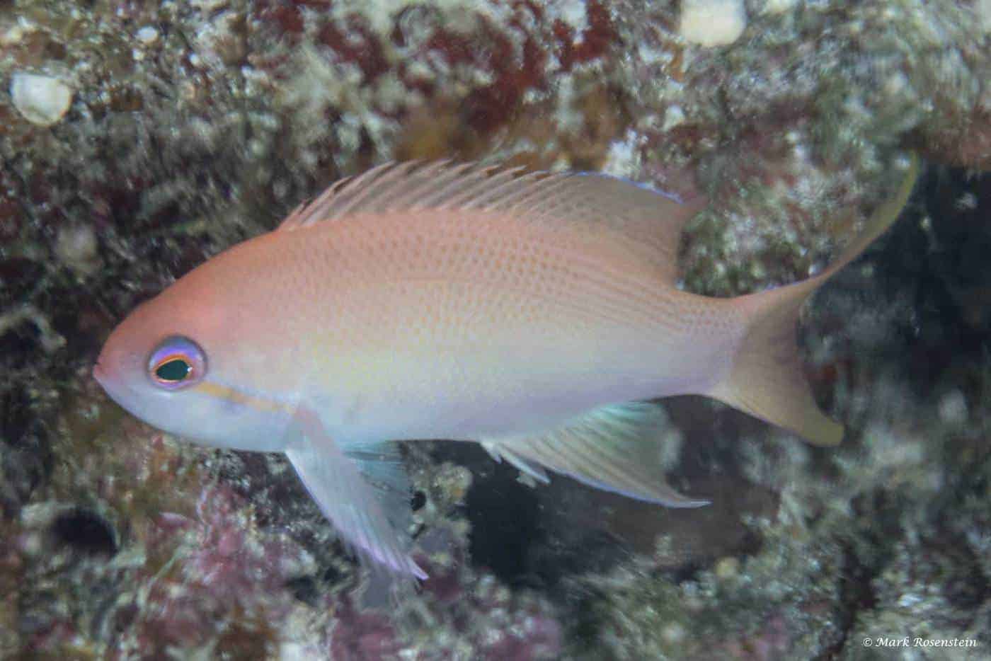 Pseudanthias engelhardi