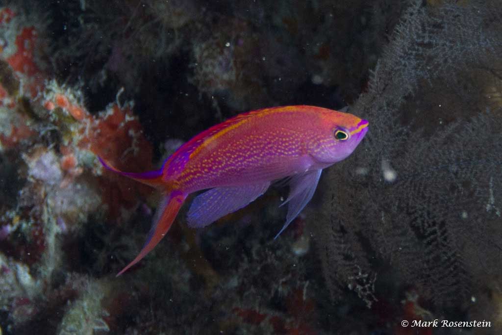 Pseudanthias smithvanizi