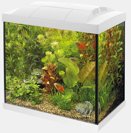 Superfish Start 50 Tropical Kit White