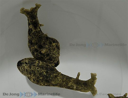 Aplysia argus - White speckled sea hare