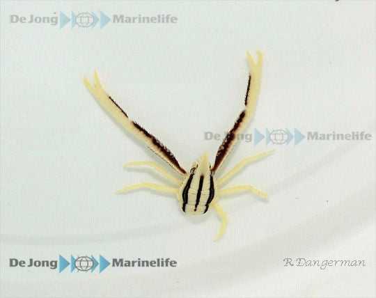 Allogalathea elegans (Striped) - Crinoid squat lobster (Striped)