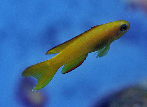 Assessor flavissimus - Gele Rifwachter