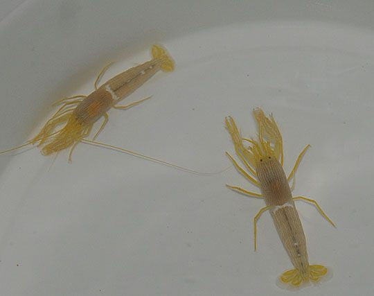 Alpheus ochrostriata - Fine striped snapping shrimp