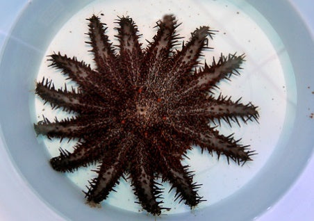 Acanthaster planci - Crown starfish