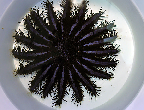 Acanthaster planci (colored) - Crown starfish colored