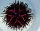 Astropyga radiata - Blue-spotted sea urchin