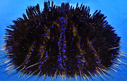 Asthenosoma varium - Fire urchin