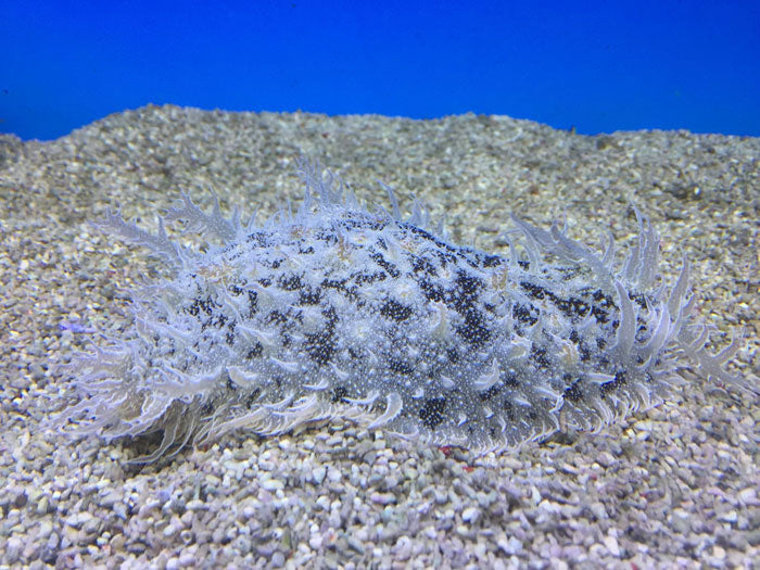 Bursatella leachi - Shaggy sea hare
