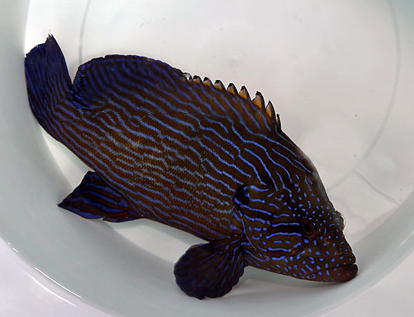 Cephalopholis formosa - Blauw Gestreepte Tandbaars