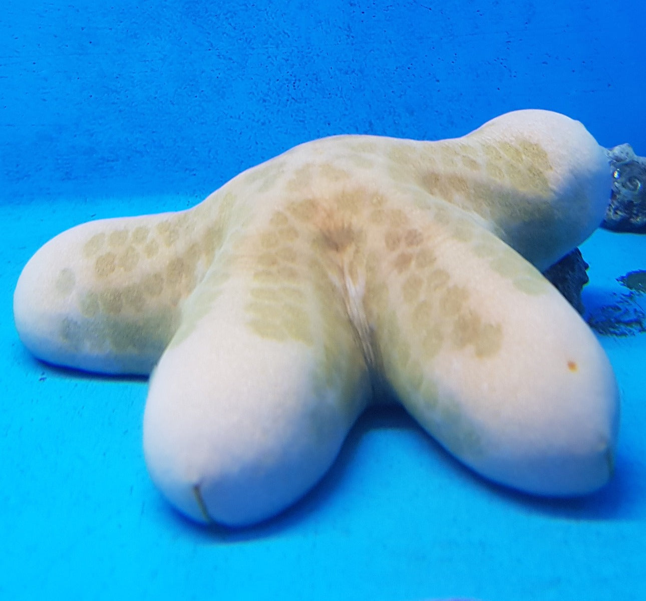 Choriaster granulatus - Granulated seastar