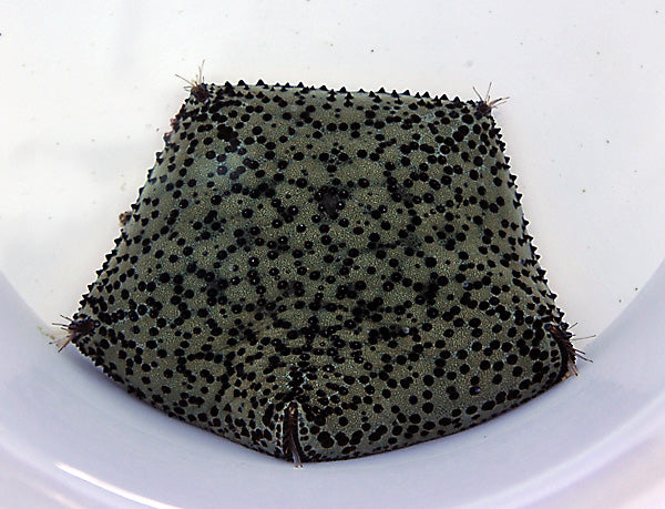 Culcita novaeguineae - Cushion star