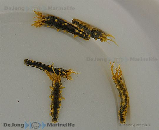 Colochirus robustus – Gelbe Seegurke