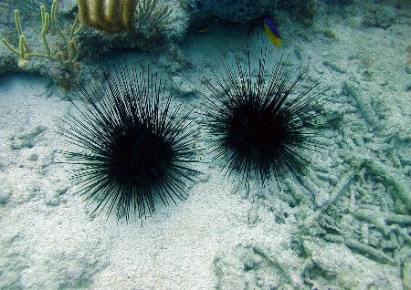 Diadema antillarum - Long-spined Sea urchin