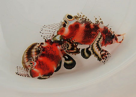 Dendrochirus biocellatus - Oogvlek Dwergkoraalduivel