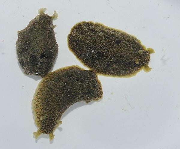 Dolabrifera dolabrifera - Hatchet sea hare