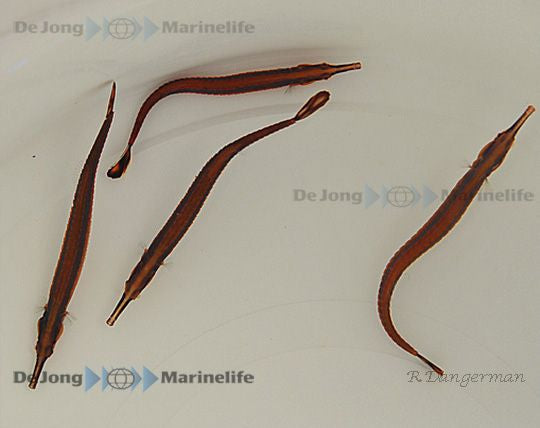 Doryrhamphus excisus - Blauwstreep Zeenaald