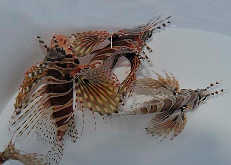 Dendrochirus zebra - Gestreepte Dwergkoraalduivel