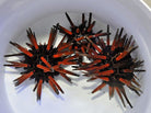 Eucidaris spp. - Slate Pencil Urchin