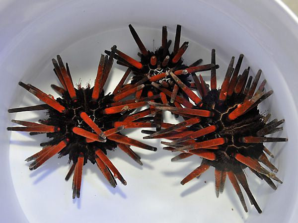 Eucidaris spp. - Slate Pencil Urchin