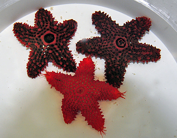 Eureaster insignis - Striking Sea Star