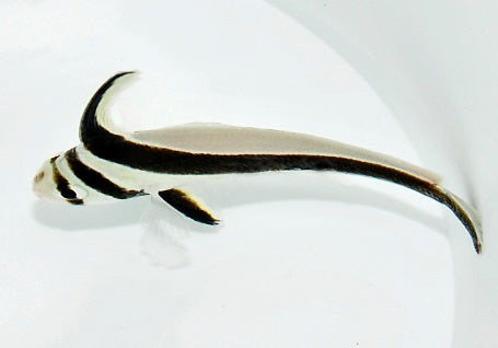 Equetus lanceolatus - Gebande Riddervis