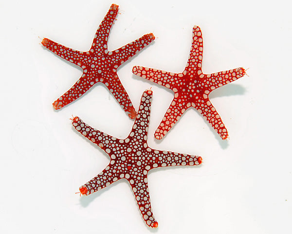 Fromia ghardaqana - Ghardaqa starfish