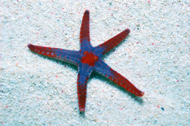 Fromia monilis - Necklace starfish