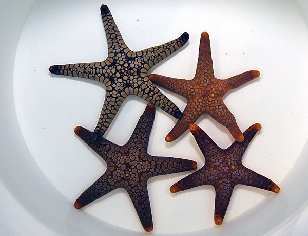 Fromia spp. - Pink tile starfish