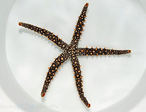 Gomophia egyptiaca - Egyptian sea star