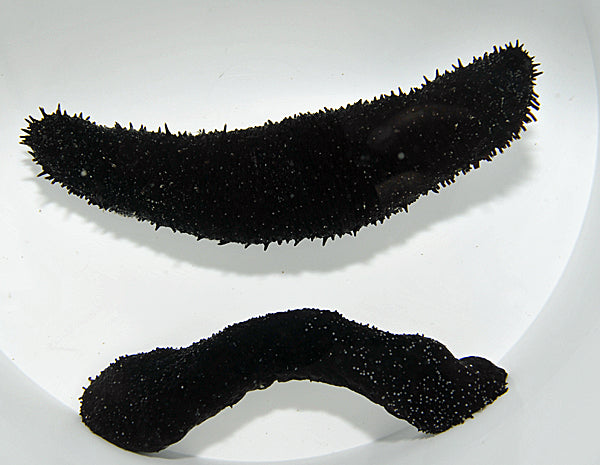 Holothuria (Halodeima) atra - Zwarte Zeekomkommer