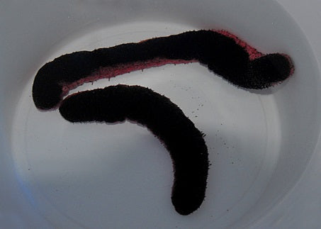 Holothuria edulis - Roze & Zwarte Zeekomkommer