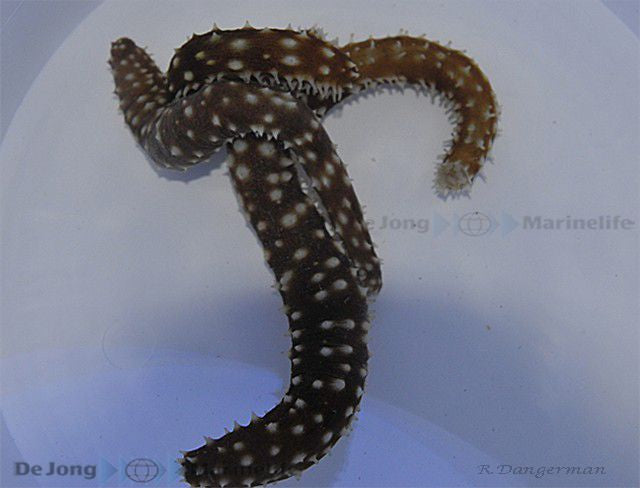 Holothuria (Mertensiothuria) hilla - Tijgerstaart Zeekomkommer