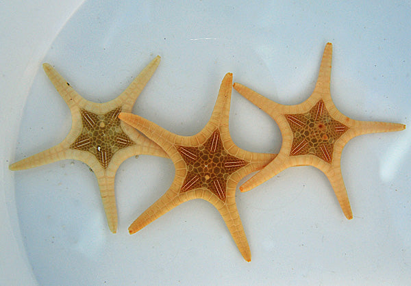 Iconaster longimanus Albino - Albino Double seastar